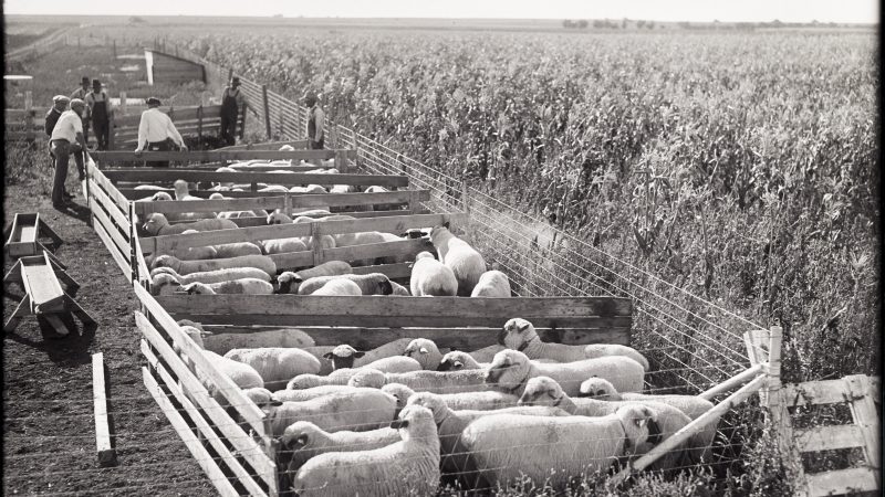sheep in pens next to a corn field