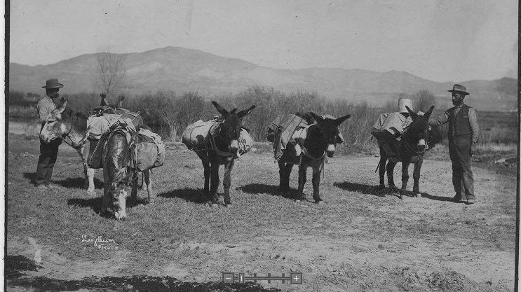 two men accompany five pack mules