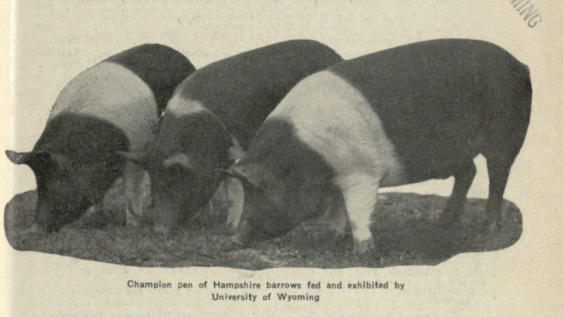 cover of pamphlet with photo of three large hogs