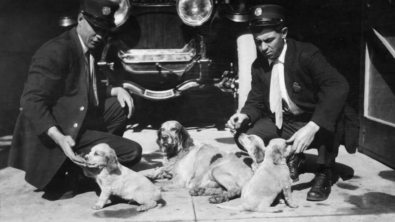 two firemen with a dog and three puppies